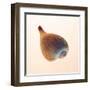 Fig Shell-Tom Artin-Framed Art Print