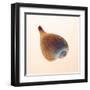 Fig Shell-Tom Artin-Framed Art Print