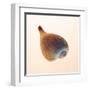 Fig Shell-Tom Artin-Framed Art Print