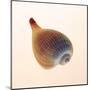 Fig Shell-Tom Artin-Mounted Art Print