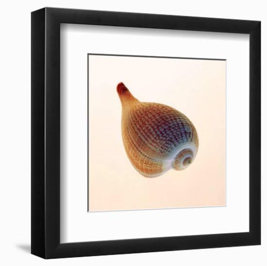 Fig Shell-Tom Artin-Framed Art Print