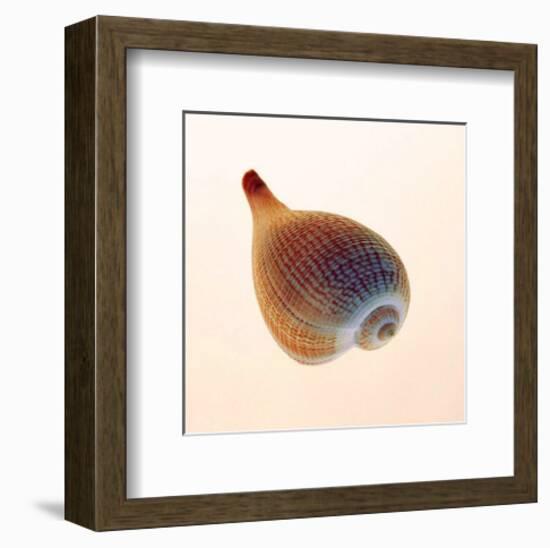 Fig Shell-Tom Artin-Framed Art Print