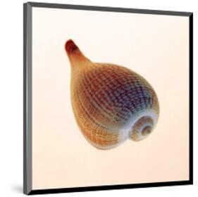 Fig Shell-Tom Artin-Mounted Art Print