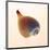 Fig Shell-Tom Artin-Mounted Art Print