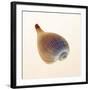 Fig Shell-Tom Artin-Framed Art Print