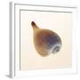 Fig Shell-Tom Artin-Framed Art Print