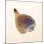 Fig Shell-Tom Artin-Mounted Art Print