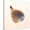 Fig Shell-Tom Artin-Stretched Canvas