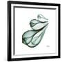 Fig Shells Down-Albert Koetsier-Framed Premium Giclee Print
