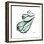 Fig Shells Down-Albert Koetsier-Framed Premium Giclee Print