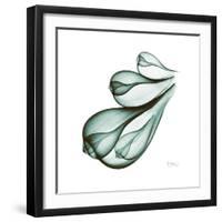 Fig Shells Down-Albert Koetsier-Framed Premium Giclee Print