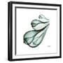 Fig Shells Down-Albert Koetsier-Framed Premium Giclee Print