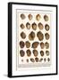 Fig Shells, Papery Rapa Snails, Sootted Tun Shells, Mediterranean Bonnets, etc.-Albertus Seba-Framed Art Print