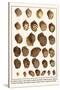 Fig Shells, Papery Rapa Snails, Sootted Tun Shells, Mediterranean Bonnets, etc.-Albertus Seba-Stretched Canvas