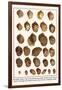 Fig Shells, Papery Rapa Snails, Sootted Tun Shells, Mediterranean Bonnets, etc.-Albertus Seba-Framed Art Print