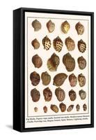 Fig Shells, Papery Rapa Snails, Sootted Tun Shells, Mediterranean Bonnets, etc.-Albertus Seba-Framed Stretched Canvas