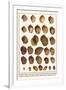 Fig Shells, Papery Rapa Snails, Sootted Tun Shells, Mediterranean Bonnets, etc.-Albertus Seba-Framed Art Print