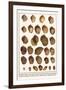 Fig Shells, Papery Rapa Snails, Sootted Tun Shells, Mediterranean Bonnets, etc.-Albertus Seba-Framed Art Print