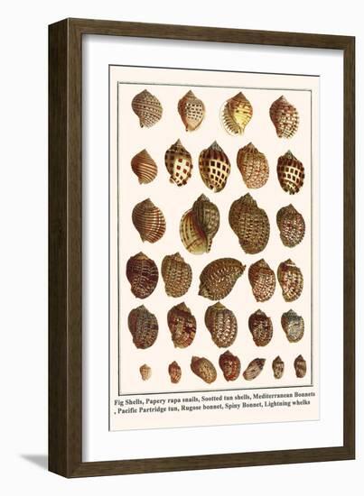 Fig Shells, Papery Rapa Snails, Sootted Tun Shells, Mediterranean Bonnets, etc.-Albertus Seba-Framed Art Print