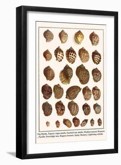 Fig Shells, Papery Rapa Snails, Sootted Tun Shells, Mediterranean Bonnets, etc.-Albertus Seba-Framed Art Print