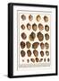 Fig Shells, Papery Rapa Snails, Sootted Tun Shells, Mediterranean Bonnets, etc.-Albertus Seba-Framed Art Print