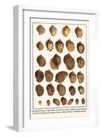 Fig Shells, Papery Rapa Snails, Sootted Tun Shells, Mediterranean Bonnets, etc.-Albertus Seba-Framed Art Print