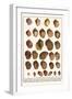 Fig Shells, Papery Rapa Snails, Sootted Tun Shells, Mediterranean Bonnets, etc.-Albertus Seba-Framed Art Print