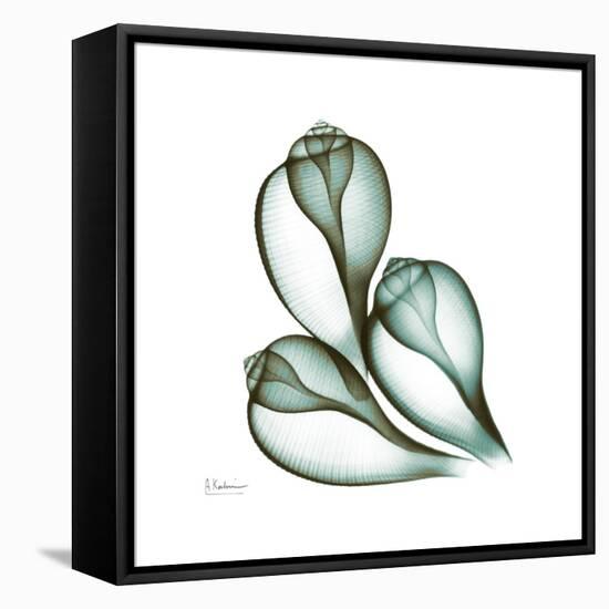 Fig Shells Up-Albert Koetsier-Framed Stretched Canvas