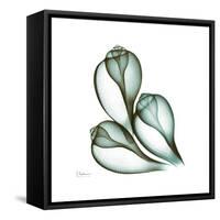 Fig Shells Up-Albert Koetsier-Framed Stretched Canvas