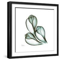 Fig Shells Up-Albert Koetsier-Framed Premium Giclee Print