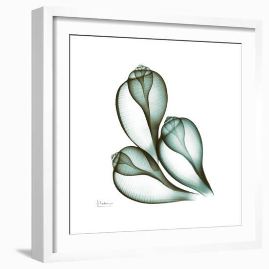 Fig Shells Up-Albert Koetsier-Framed Premium Giclee Print