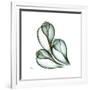 Fig Shells Up-Albert Koetsier-Framed Premium Giclee Print