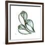 Fig Shells Up-Albert Koetsier-Framed Premium Giclee Print