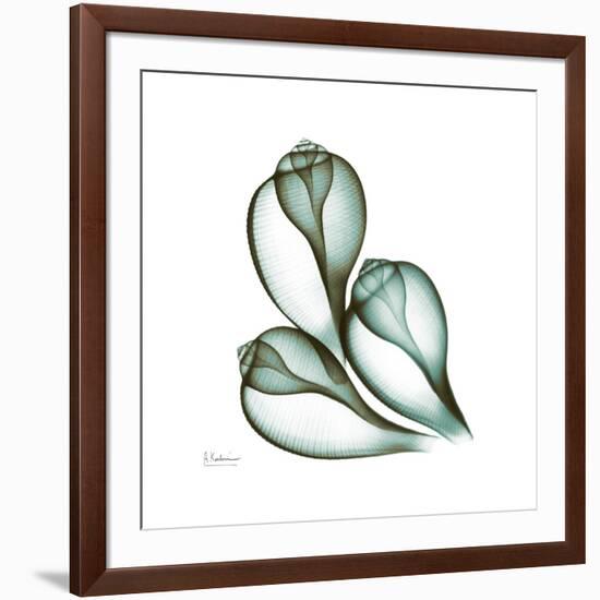 Fig Shells Up-Albert Koetsier-Framed Premium Giclee Print