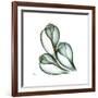 Fig Shells Up-Albert Koetsier-Framed Premium Giclee Print