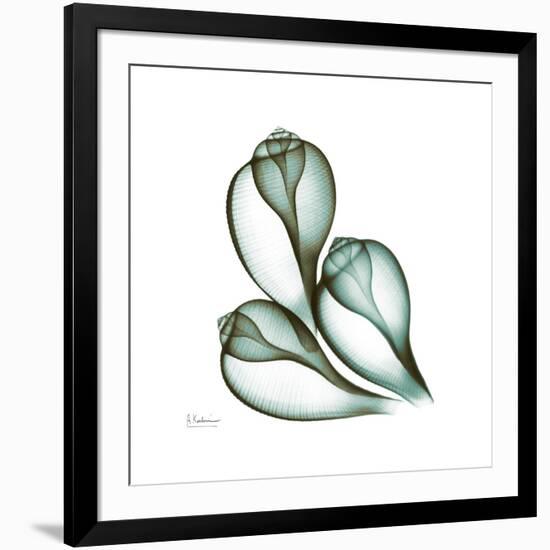 Fig Shells Up-Albert Koetsier-Framed Premium Giclee Print