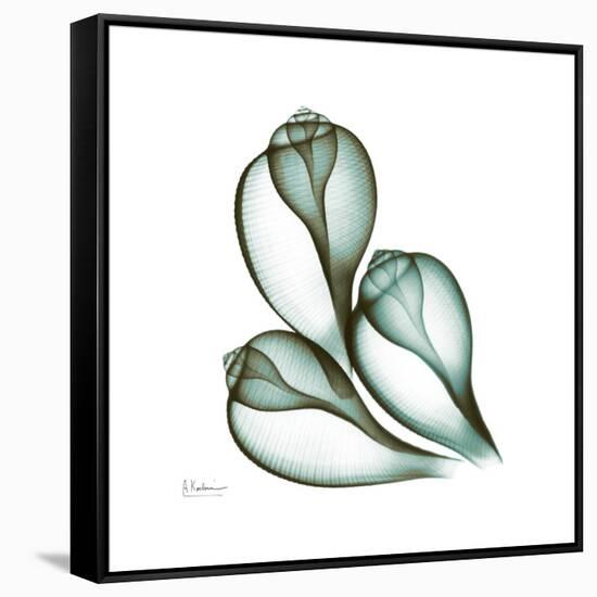 Fig Shells Up-Albert Koetsier-Framed Stretched Canvas