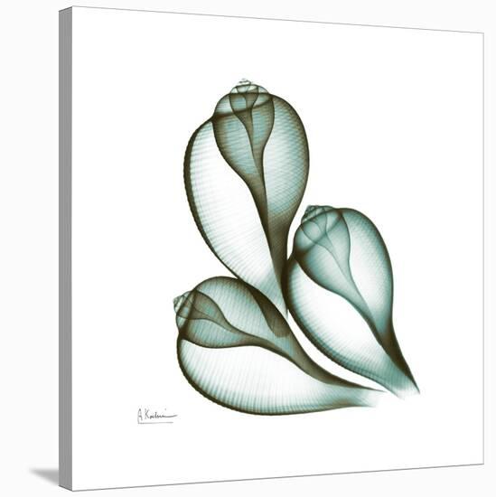 Fig Shells Up-Albert Koetsier-Stretched Canvas