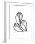 Fig Shells Xray 1-Albert Koetsier-Framed Premium Giclee Print