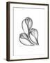 Fig Shells Xray 1-Albert Koetsier-Framed Premium Giclee Print