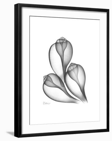 Fig Shells Xray 1-Albert Koetsier-Framed Premium Giclee Print