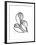 Fig Shells Xray 1-Albert Koetsier-Framed Premium Giclee Print