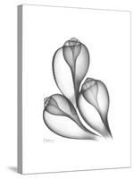 Fig Shells Xray 1-Albert Koetsier-Stretched Canvas