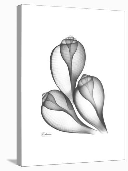 Fig Shells Xray 1-Albert Koetsier-Stretched Canvas