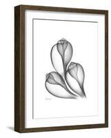 Fig Shells Xray 1-Albert Koetsier-Framed Premium Giclee Print