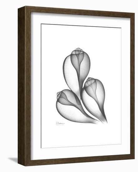 Fig Shells Xray 1-Albert Koetsier-Framed Premium Giclee Print