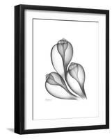 Fig Shells Xray 1-Albert Koetsier-Framed Premium Giclee Print