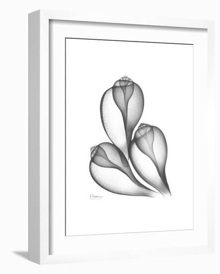 Fig Shells Xray 1-Albert Koetsier-Framed Premium Giclee Print