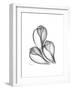 Fig Shells Xray 1-Albert Koetsier-Framed Premium Giclee Print