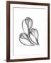 Fig Shells Xray 1-Albert Koetsier-Framed Premium Giclee Print